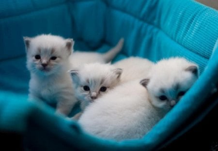 blue basket - white, kitties, cats, blue basket, cute