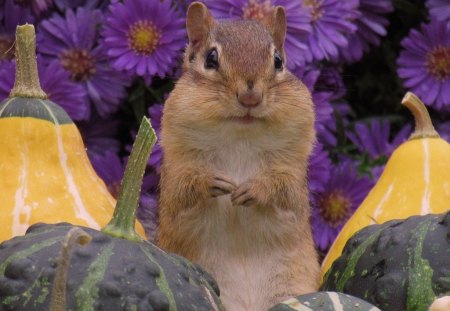 Autumn Greetings - chipmunk, fall, gourds, pumpkins, flowers, greetings, autumn