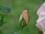 Apricot Rose Bud