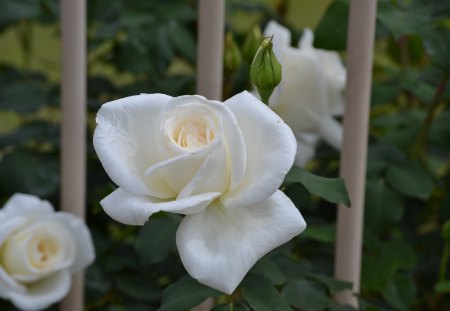 Roses Escaping - roses, white, nature, photography