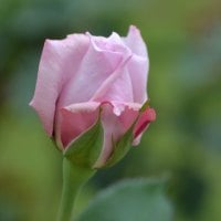 Pink Rose Bud for all my DN friends