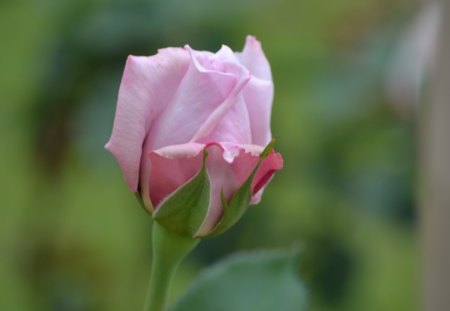 Pink Rose Bud for all my DN friends - pretty, beautiful, photography, perfect, flower, pink, australia, nature, long stemmed rose, rose, gardening