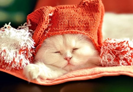 Cute Kitty - sleeping, beauty, cat face, hat, animals, sleepy, paws, face, pretty, cute, adorable, cat, kitty, lovely, kitten, white cat, beautiful, cats, sweet