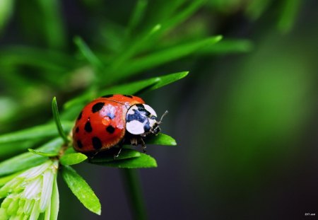 Lady bug - nature, forest, plant, green, lady bug, spring