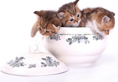 Kittens Inside The Bowl - nice, cute, kittens, bowl