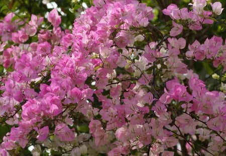 Pink Bougainvilla Flowers - nice, flowers, bougainvilla, pink