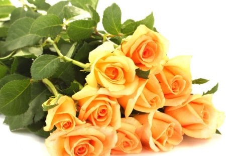 * Roses * - roses, petals, flowers, lovely, yellow roses