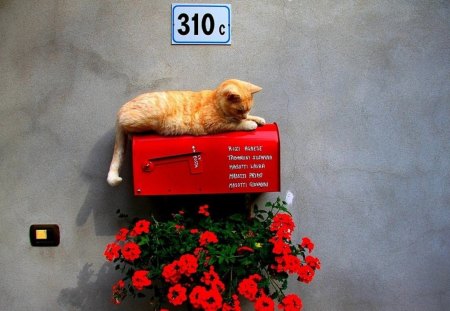 Cat - kitten, eyes, face, mailbox, cat, kitty