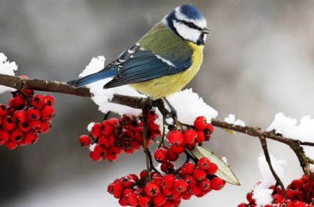 Cute Li'l Bird - good, nice, cute, bird