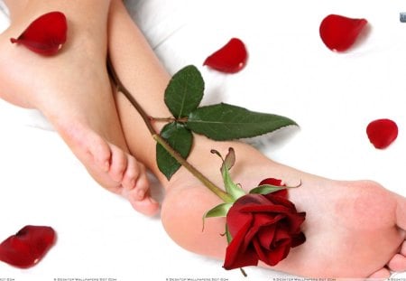 Lovely Feet & A Rose - rose, petals, red, feet