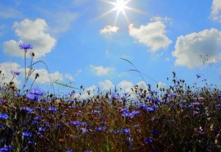 * Sun is shining * - sky, sunshine, clouds, blue, sun, field, flowers, grass