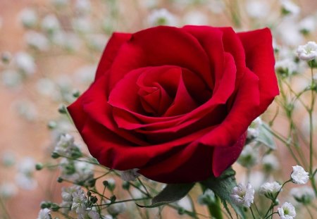 RED ELEGANCE FOR CHARISMATIC - roses, affection, red, romance, gardens, friendship, flowers