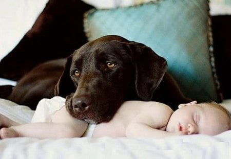 BABY SITTER - dog, puppy, sleeping, baby