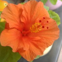 ORANGE HIBISCUS