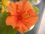 ORANGE HIBISCUS