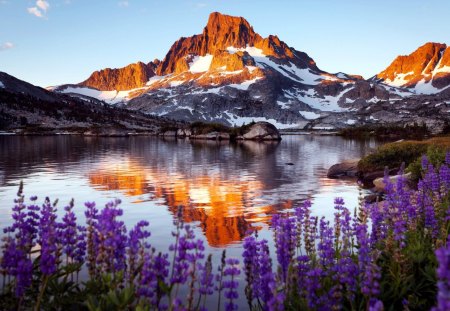 Natures beauty - flowers, water, nature, landscape, lake, petals, reflection, mountain