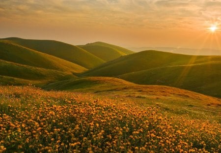 Flower fields - water, landscape, flowers, hills, lake, petals, reflection, fields, nature, mountain, sunrise