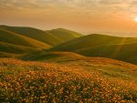 Flower fields