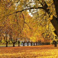 Autumn Forest