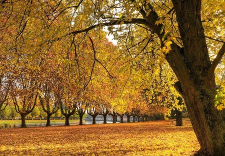 Autumn Forest - tree, forest, jungle, autumn