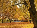 Autumn Forest