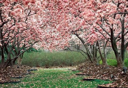 Cherry blossoms - landscape, leaves, cherry, trees, nature, grass