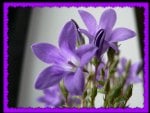 PURPLE FLOWERS