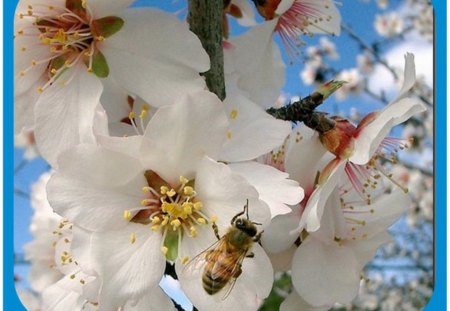 BEAUTIFUL BLOSSOMS - pretty, flowers, blossoms, spring