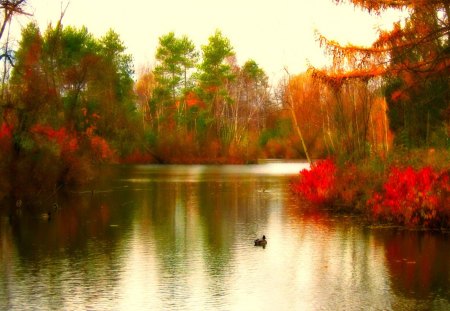 Autumn lake - red, pretty, beautiful, leaves, shore, lake, swan, reflection, nice, lovely, lakeshore, nature, autumn, colorful