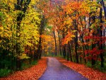 Road in autumn forest