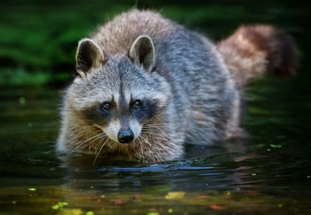 *** Raccoon in the Water *** - raccoon, animal, water, animals