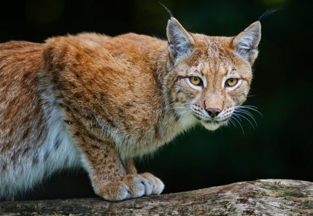 *** LYNX *** - animal, lynx, animals, wild