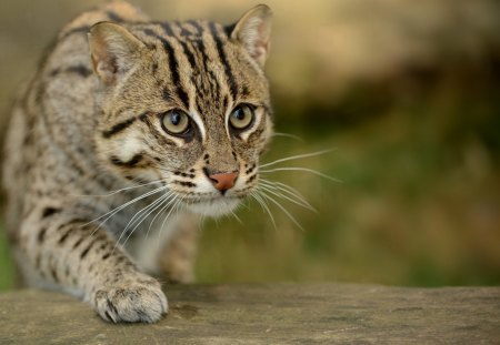 *** Wild cat *** - cat, animals, cats, wild