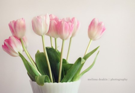 The time is now - now, image, lovely, pink, flowers, tulips, time, soft, new, pastel