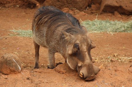 Warthog - grazing, field, animal, warthog