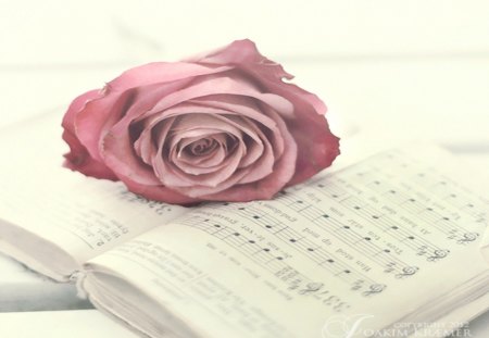 Symplicity - music, infinity, symplicity, soft, note, book, rose, pastel