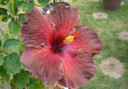 *** Hibiscus *** - flowers, red, nature, hibiscus