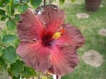 *** Hibiscus ***