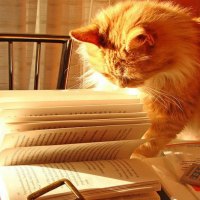 philosopher kitty