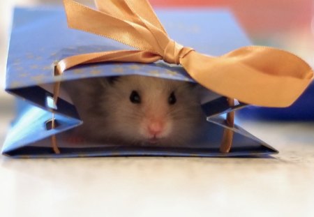 BIRTHDAY SURPRISE - pets, hamsters, happy birthday, gifts, gift bags, eyes, presents