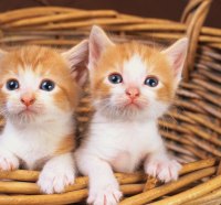 *** Two Cats In Basket ***