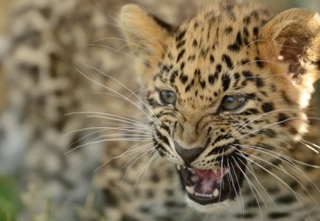 *** LEOPARD *** - animal, leopard, small, animals