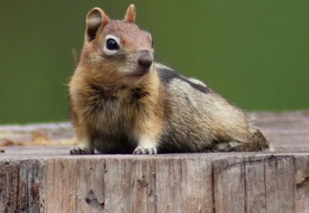 GOLDEN MANTLED GROUND SQUIRREL