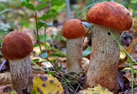 *** Mushrooms *** - mushrooms, greens, forest, leaves