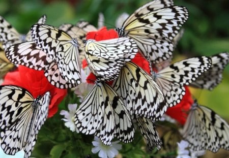 *** BUTTERFLIES *** - white, animals, red, butterflies