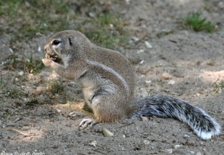 SOUTH AFRICAN GROUND SQUIRREL - wildlife, rodents, kalahari, africa, squirrels, deserts