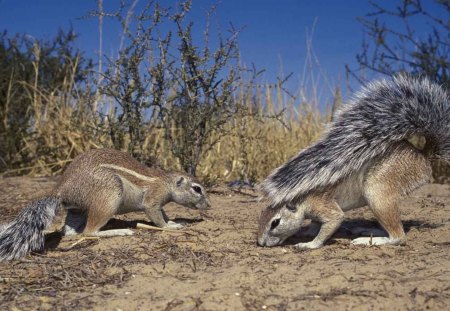 KALAHARI CUTIES - wildlife, savannah, desert, squirrels, africa