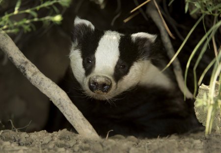 *** Badger *** - black, white, badger, animals