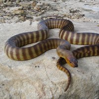 AUSTRALIAN WOMA PYTHON