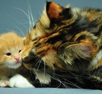 little ginger & cat mother